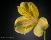 Freesia