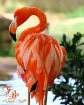 Flamingo Backside