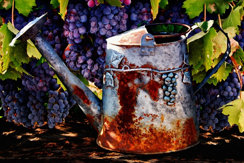 Grapes and Watering Can