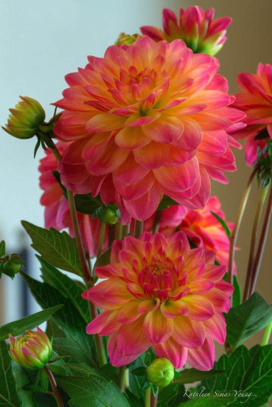 September Dahlia