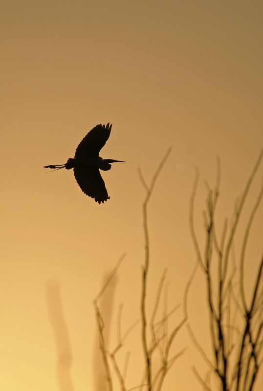 Crane In Sillouette - ID: 12218200 © Sharon L. Langfeldt