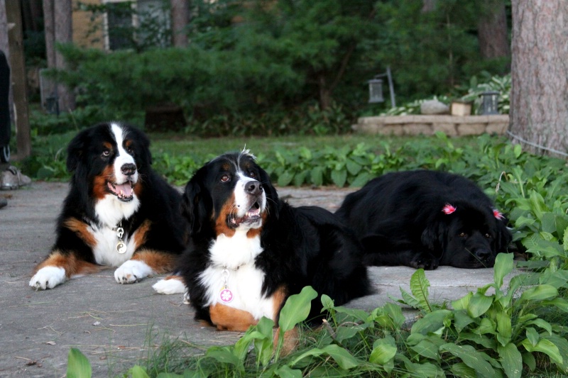 Brinkley and Lucy with their new sister