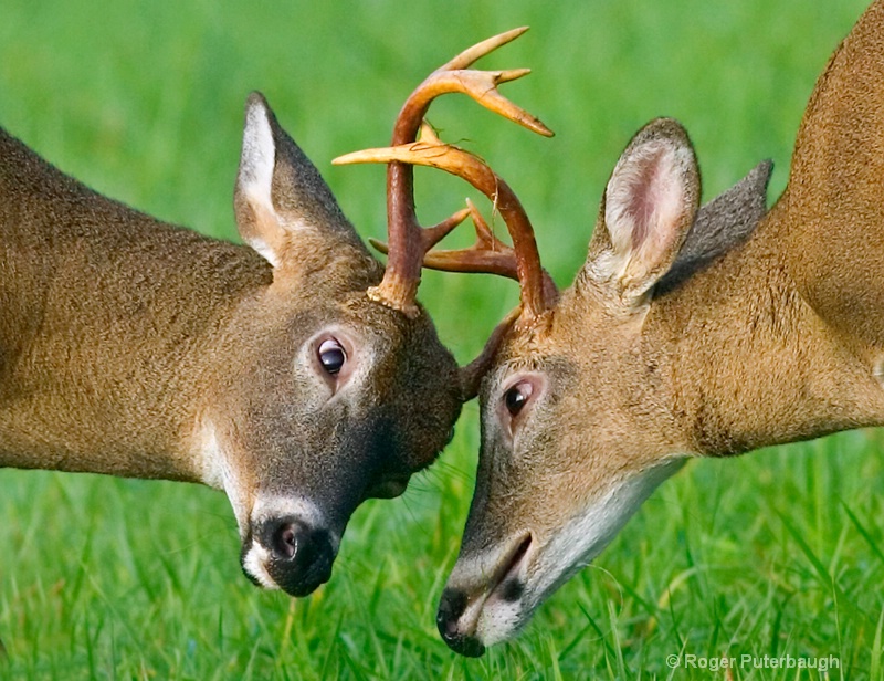 Sparring Bucks