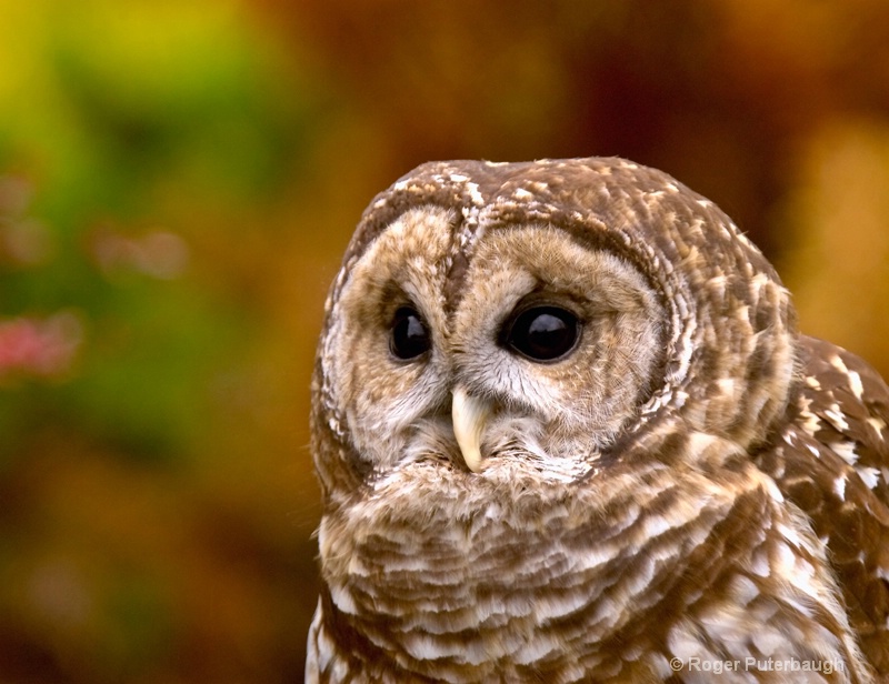 Bard Owl