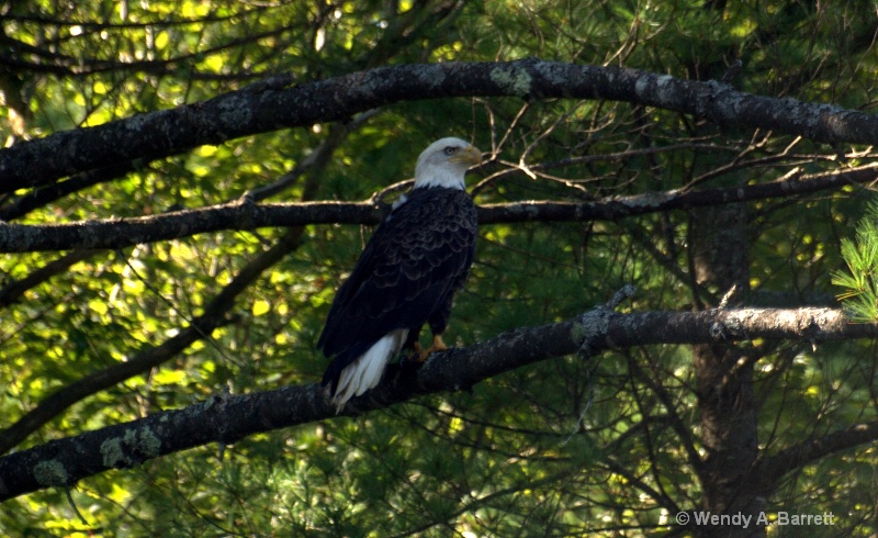 Majestic Bald Eagle - ID: 12220633 © Wendy A. Barrett