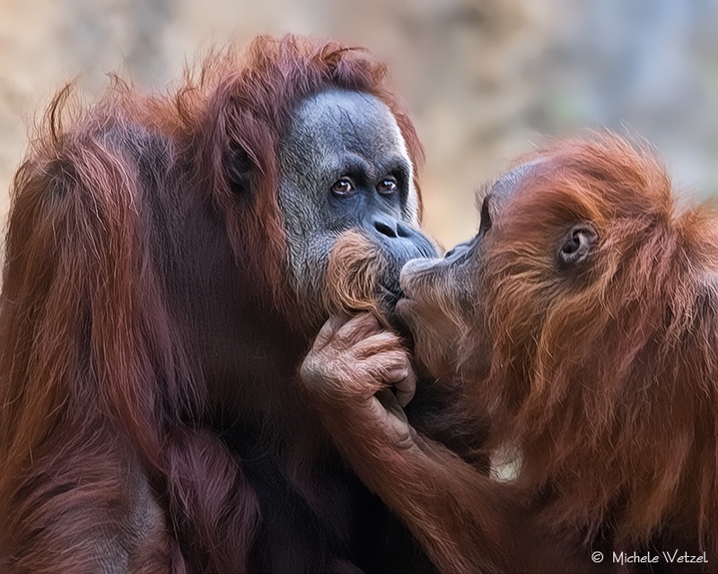 A Kiss