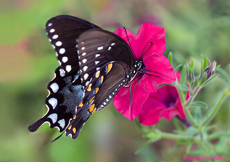 Spicebush Swallowtail on Petunia