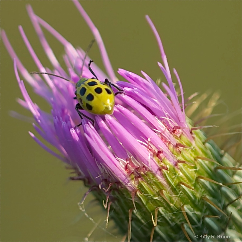 Cucumber Beetle and Thistle Blossom