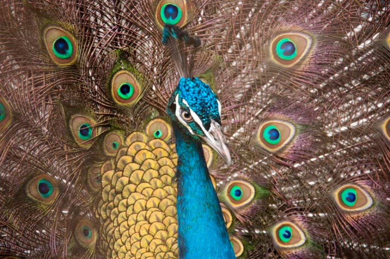 Peacock in Kandawgyi Park