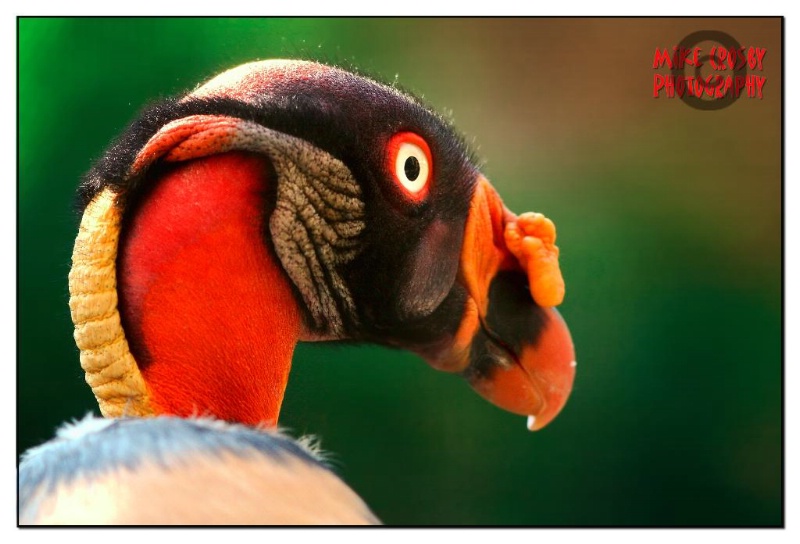 King Vulture