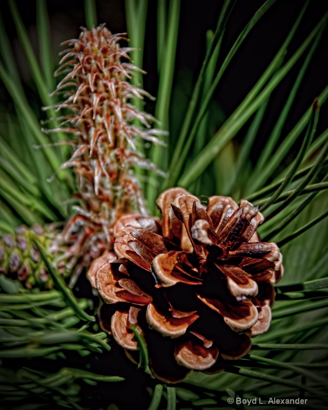 Pine cone