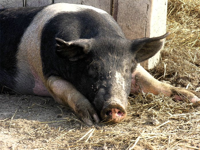 Pig at Kidwell Farm