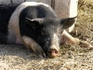 Pig at Kidwell Fa...