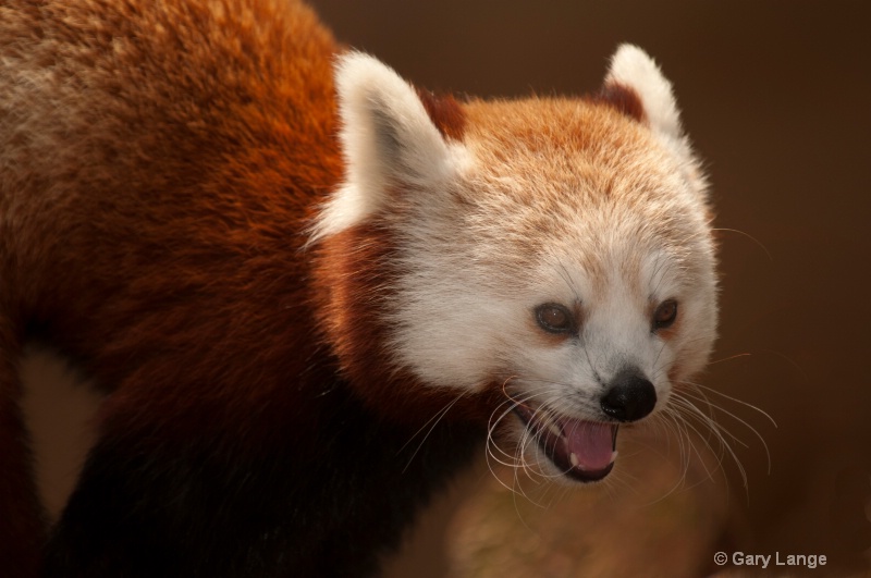 Red Panda