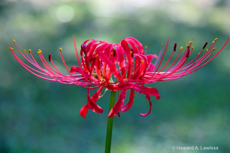 spider lily and tiger 002