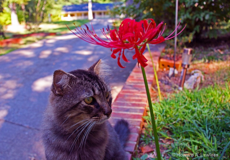 spider lily and tiger 011