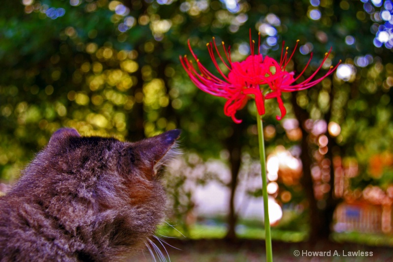 spider lily and tiger 012