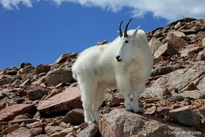 Mt Goat
