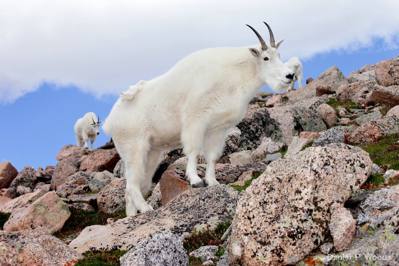 Mt Goat