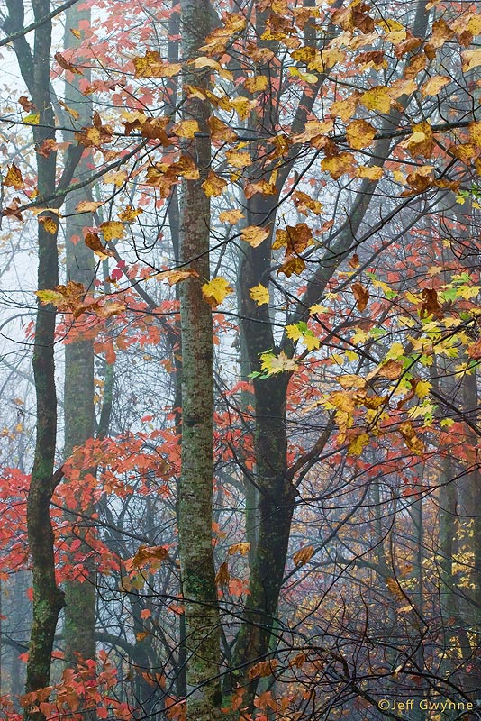 Forest Mist - ID: 12233038 © Jeff Gwynne
