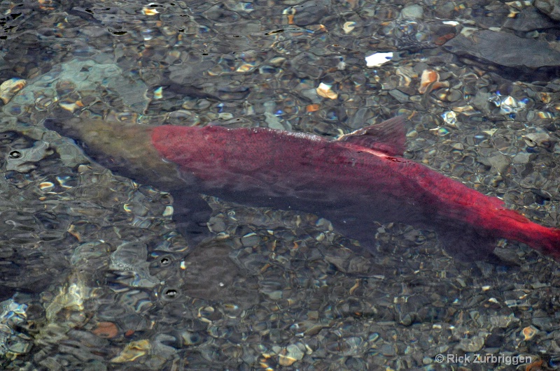 Salmon, Alaska