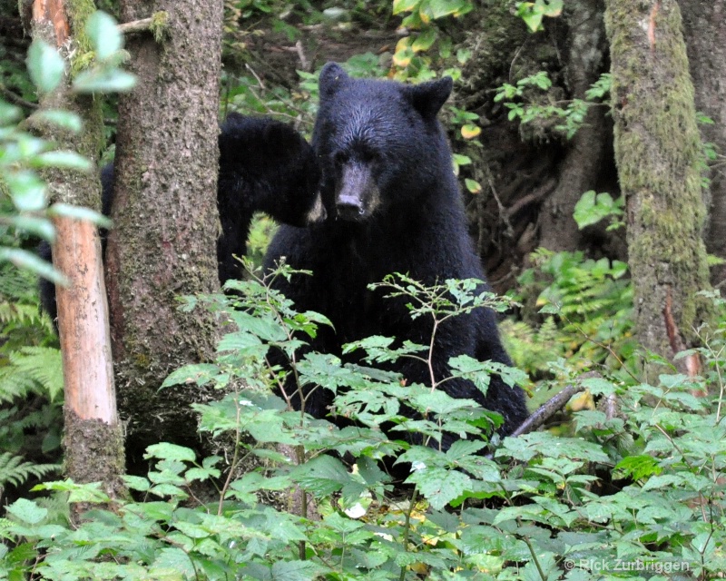 Black Bear and Cub Ketchikan Alaska