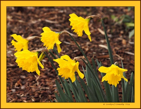 * Golden Daffodils *<p>
