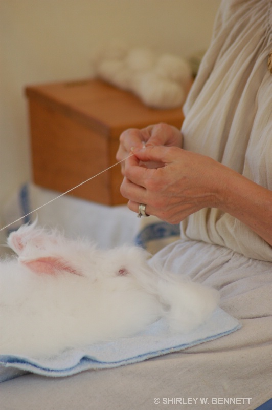 PULLING RABBIT FUR - ID: 12234998 © SHIRLEY W. BENNETT