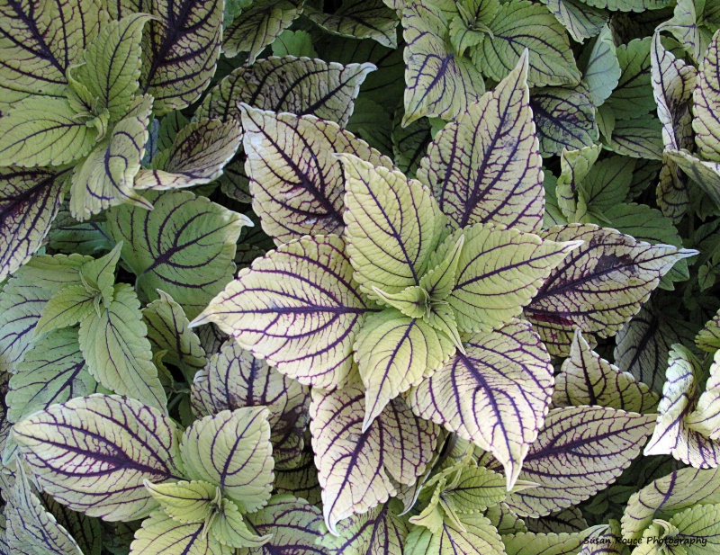 Coleus of a Different Color