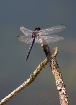 On a Perch