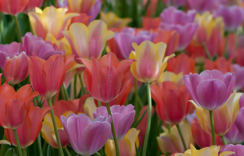 The gentle subtle pastels of Tulips