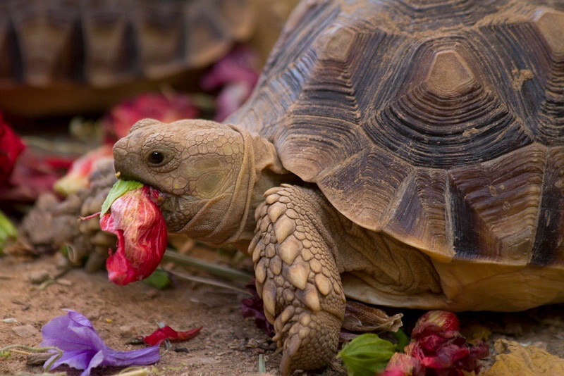 A Flowery Treat