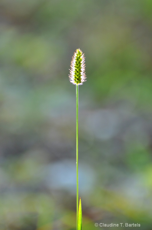 Backlit grass seed