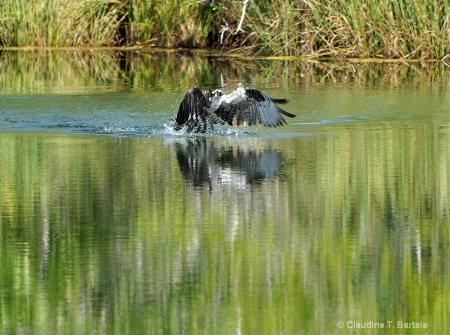 Osprey catching fish