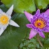 2Water Lilly - ID: 12238224 © Stefania Barbier
