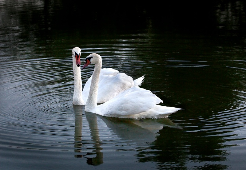 The Look of Love - ID: 12238417 © Patricia A. Casey