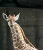 Baby Giraffe