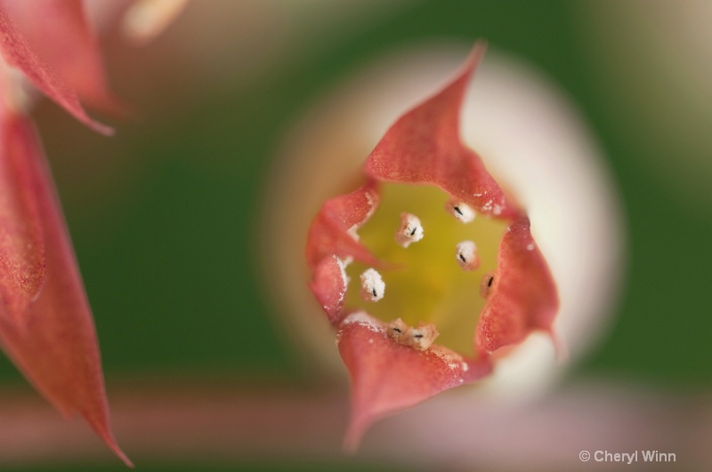 Succulent flower