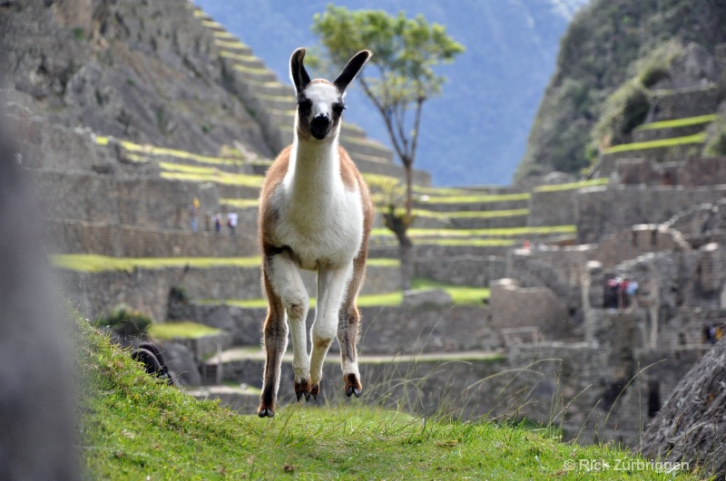 Machu Picchu, Peru - ID: 12241149 © Rick Zurbriggen
