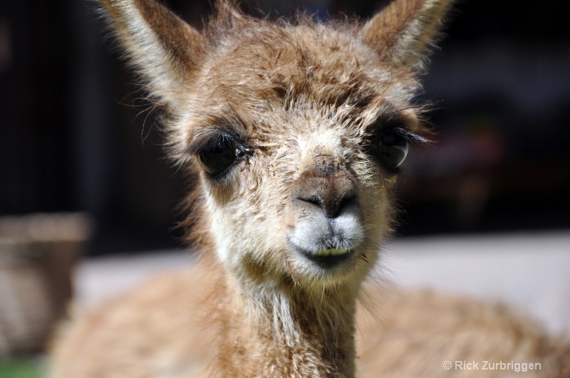 Baby Alpaca - ID: 12241160 © Rick Zurbriggen
