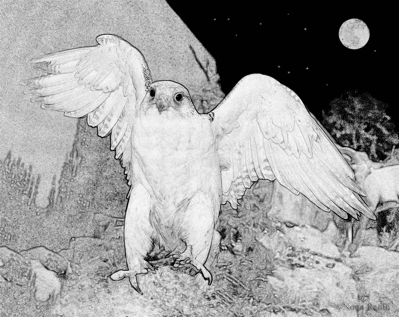 Winged Moon Hawk Sketch