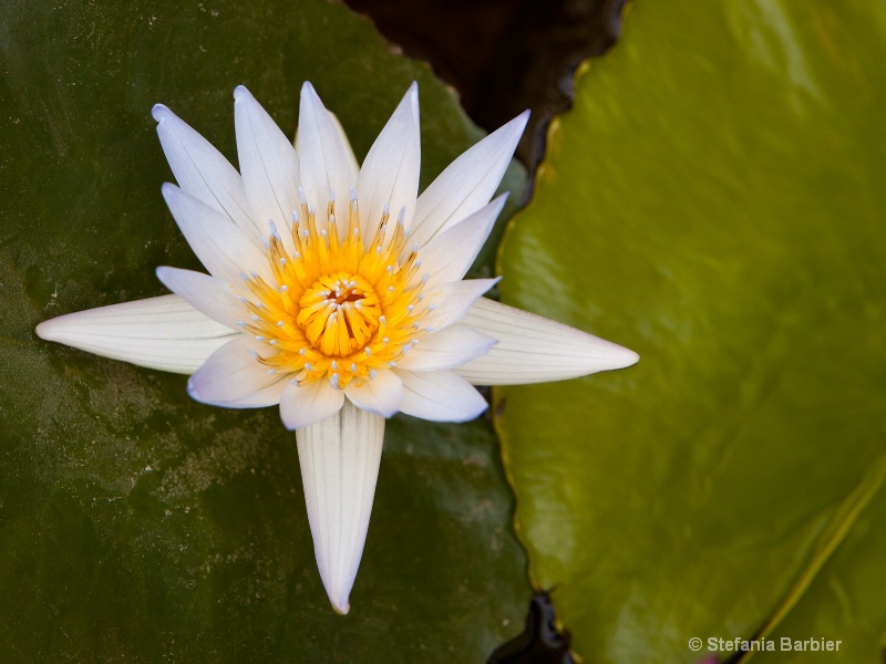 Water Lilly - ID: 12244190 © Stefania Barbier