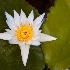 2Water Lilly - ID: 12244190 © Stefania Barbier