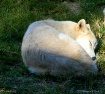 Napping in the Su...