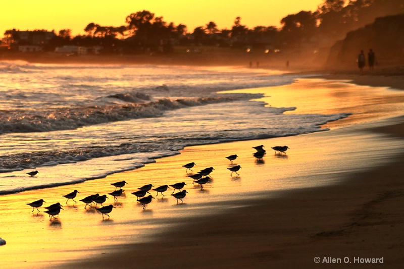 Sandpipers and Sundown