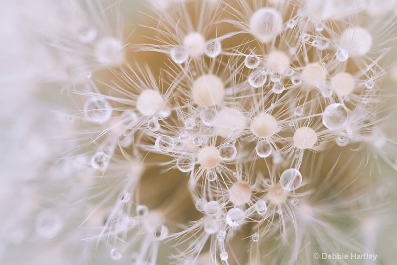 Dandelion Drops