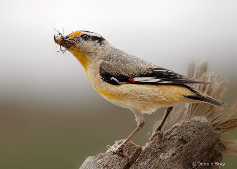 Striated pardalote 