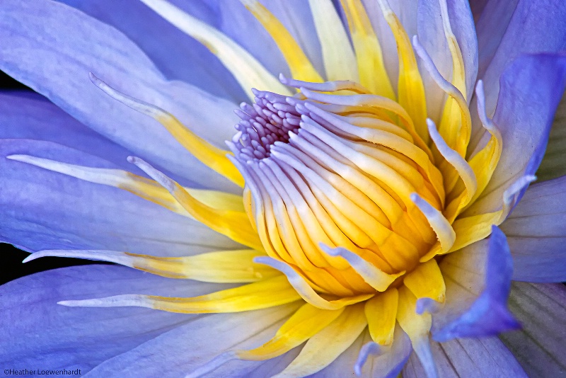 Water Lily Tendrils