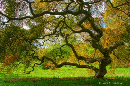 Threadleaf Japanese Maple Tree - Spring Afternoon