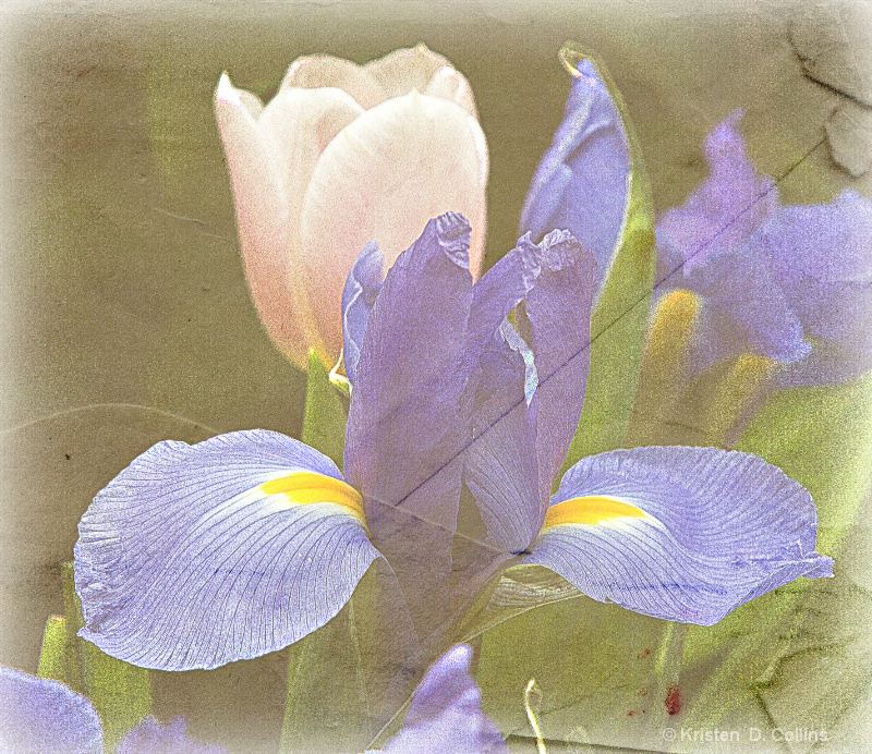 Iris & Tulip